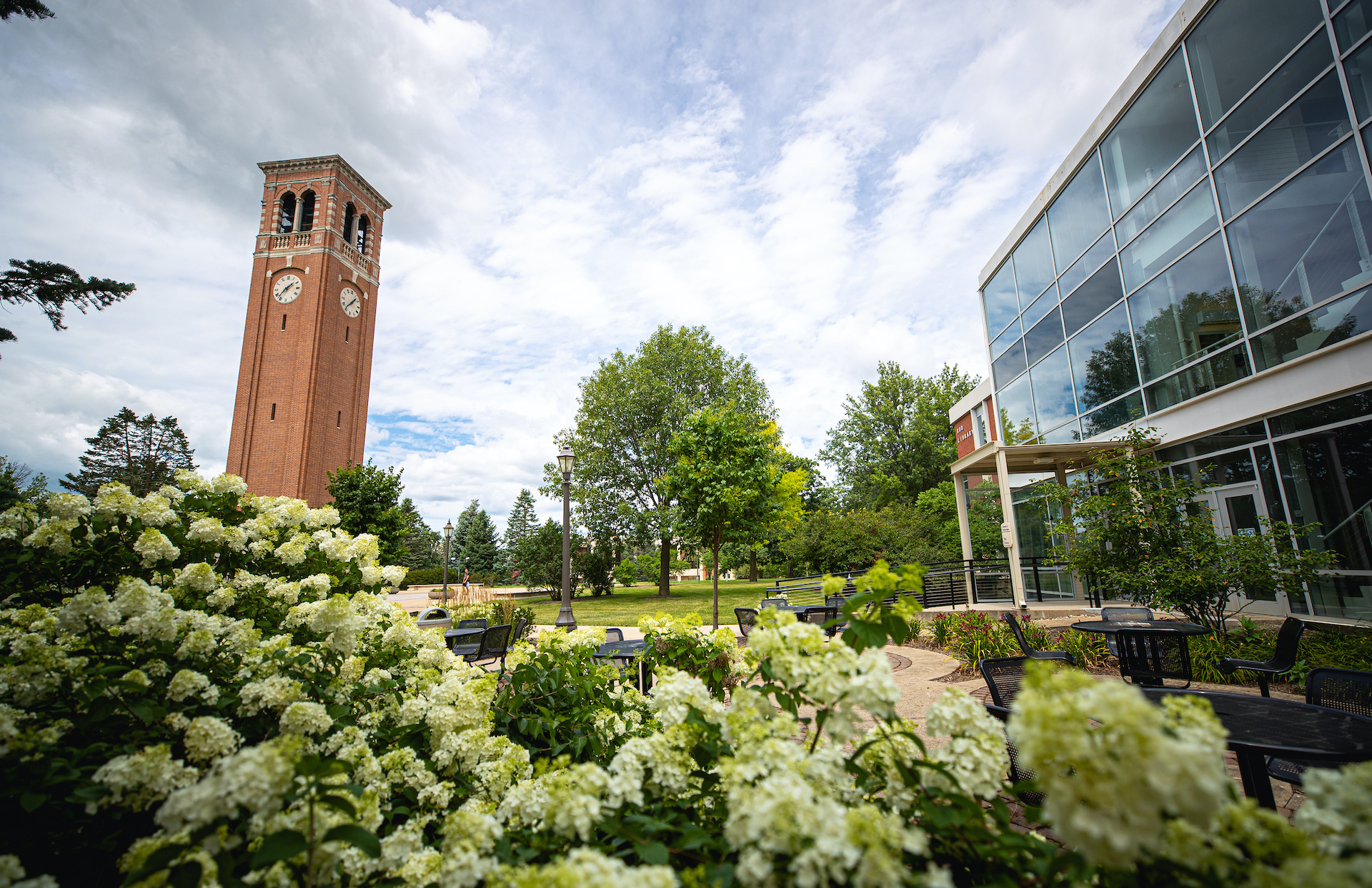 UNI campanile with white hydrangeas in front and the library located to the right side.